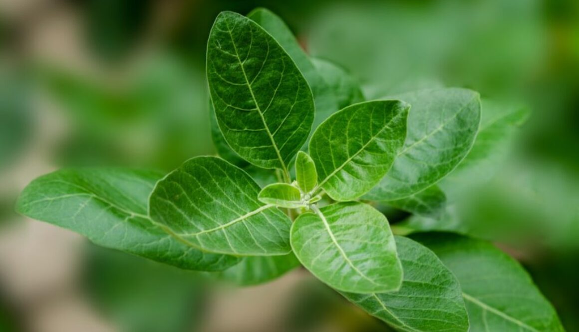 Photo Ashwagandha: adaptogen na stres i zmęczenie