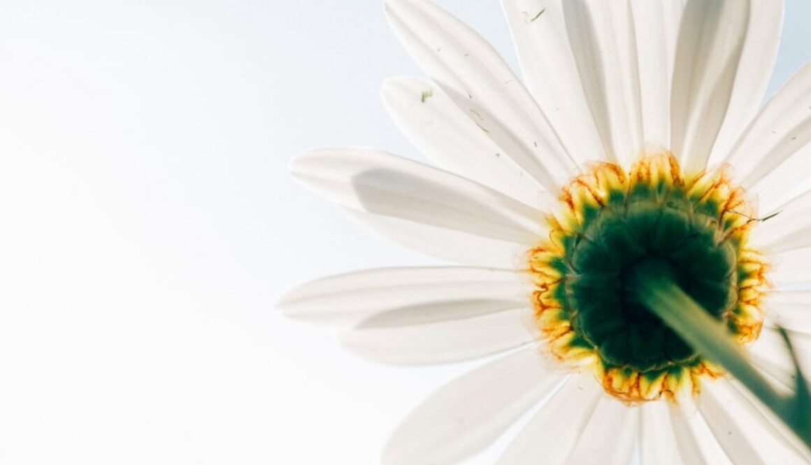 Photo Działanie rumianku na układ trawienny i redukcję stresu