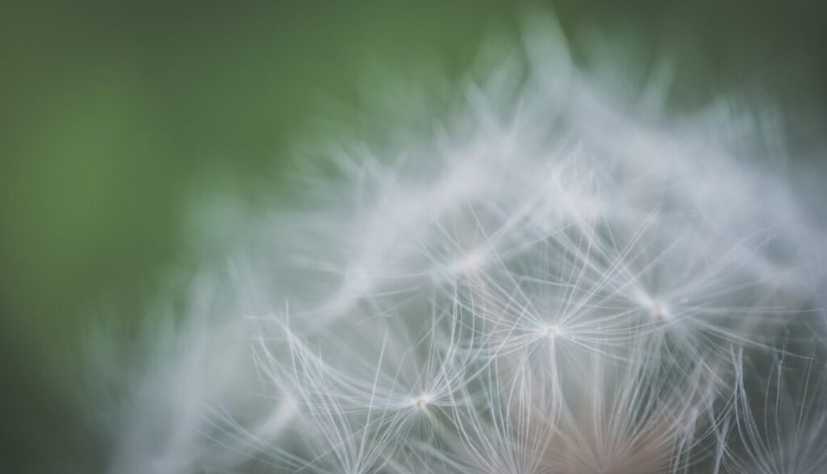 Photo Działanie mniszka lekarskiego na wątrobę i trawienie