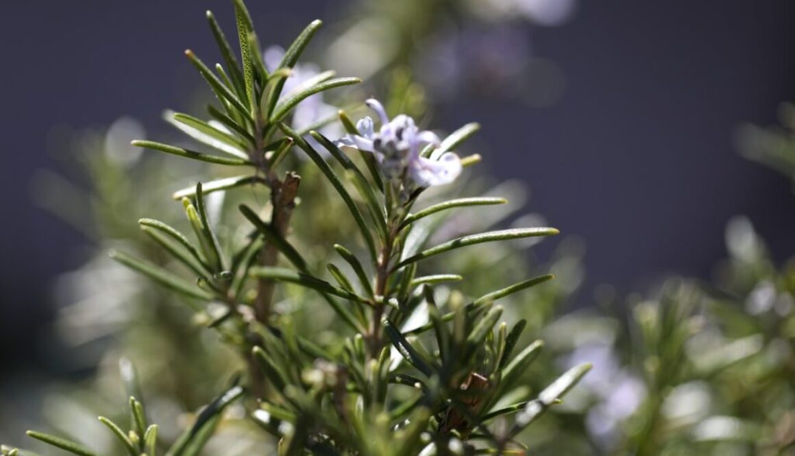 Photo Siła rozmarynu w poprawie pamięci i koncentracji