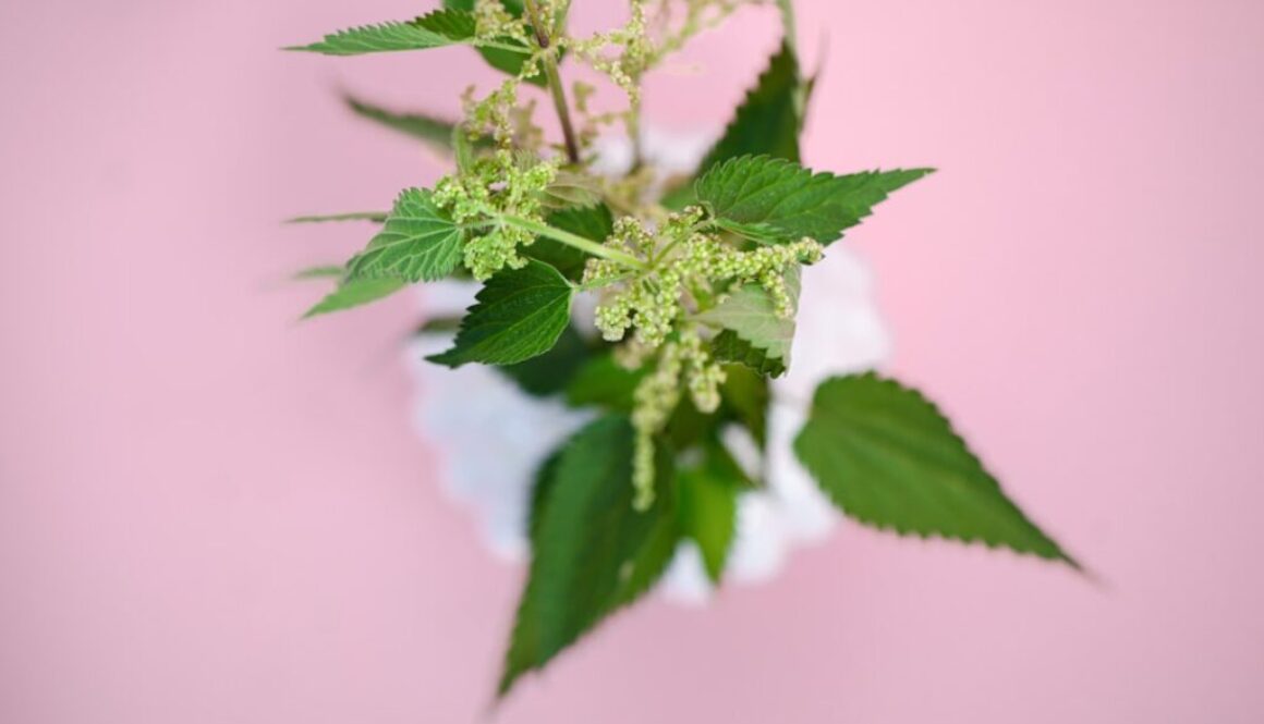 Photo Pokrzywa: bogactwo składników odżywczych i poprawa stanu skóry i włosów