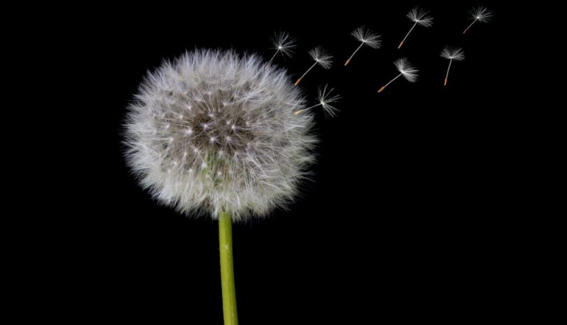 Photo Mniszek lekarski: korzyści dla zdrowia wątroby i poprawa trawienia