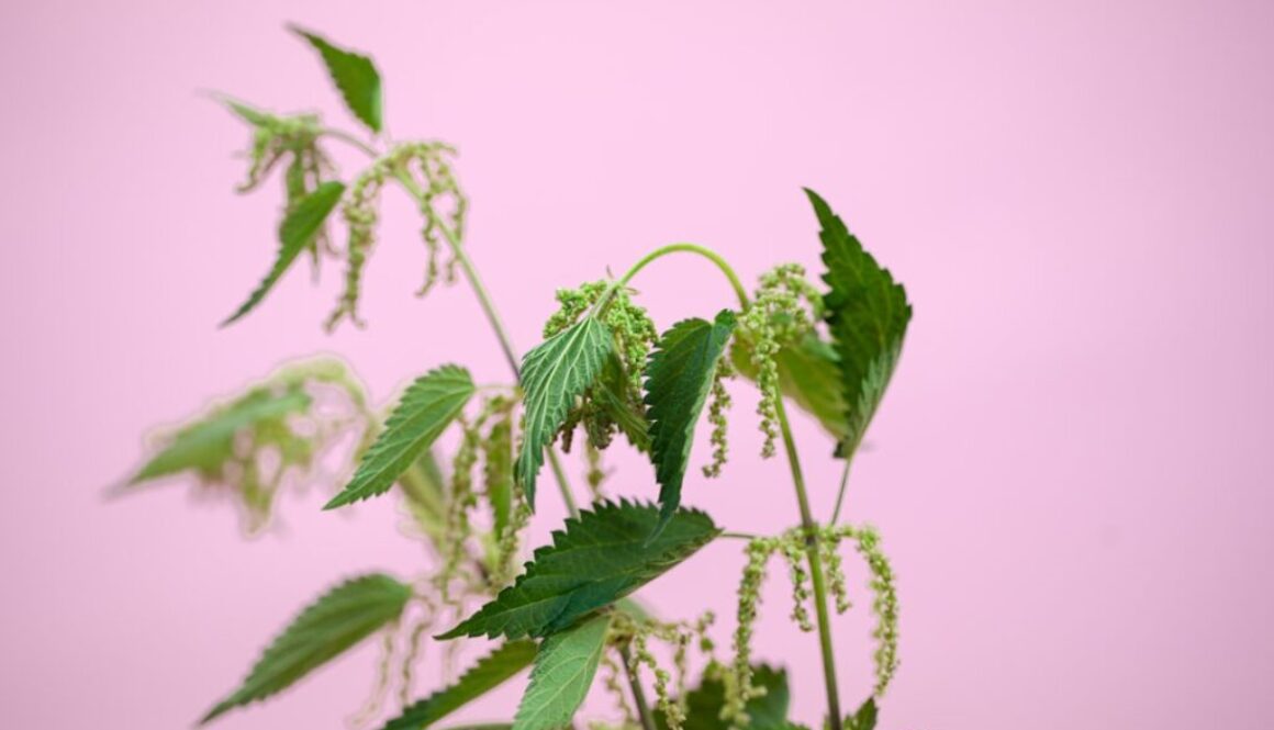 Photo Zastosowanie pokrzywy w leczeniu problemów skórnych i alergii