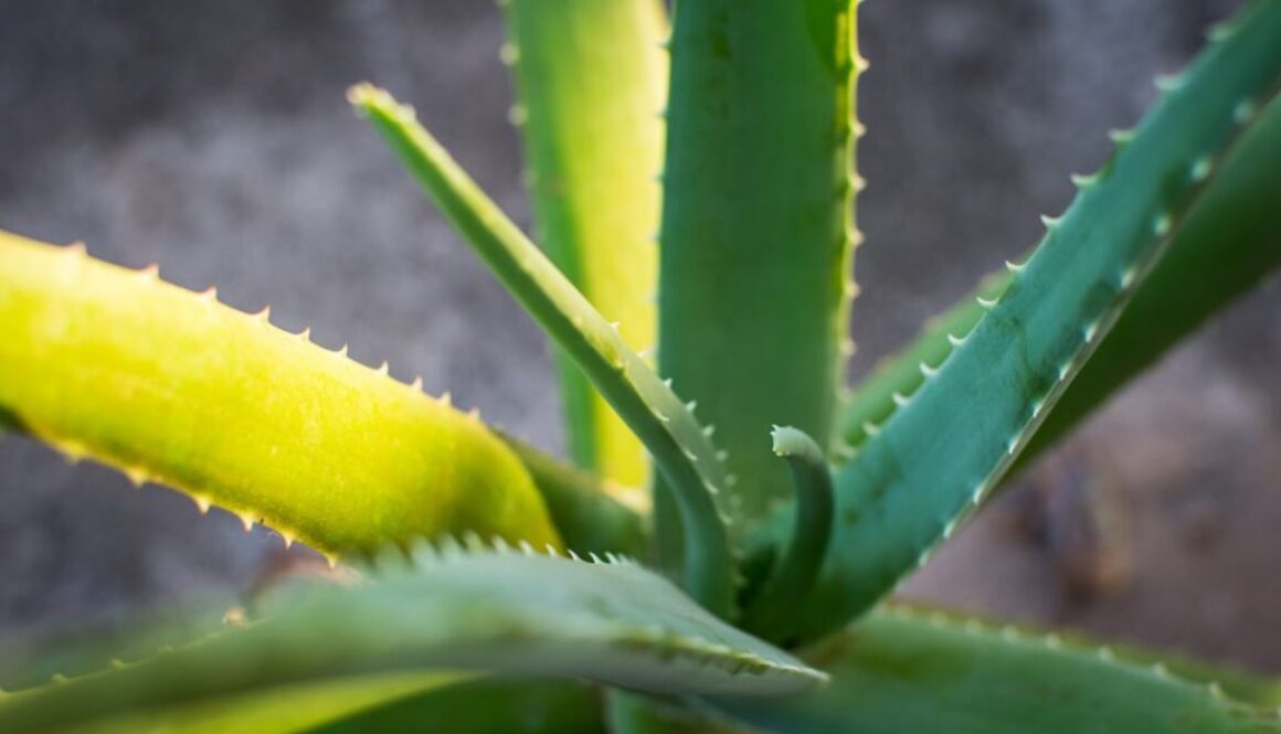 Photo Siła aloesu w łagodzeniu oparzeń i poprawie kondycji skóry