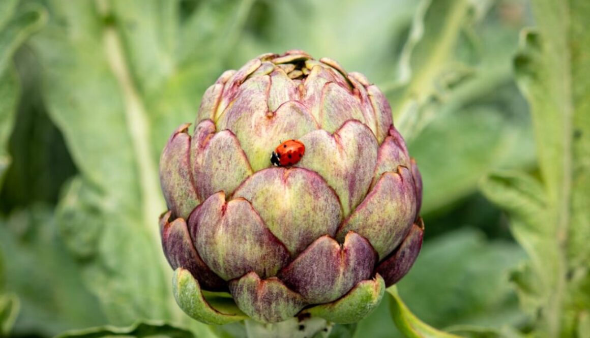 Photo Działanie karczocha na poprawę pracy wątroby i trawienia