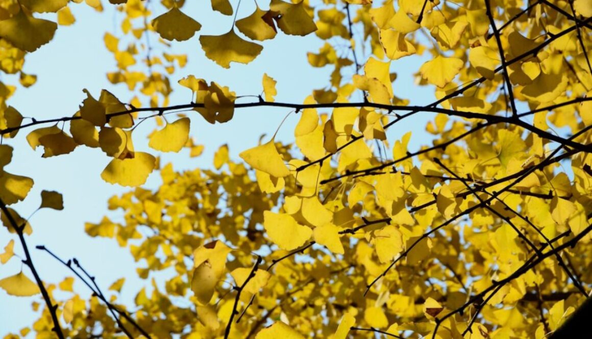 Photo Skuteczność miłorzębu w poprawie krążenia krwi i pamięci