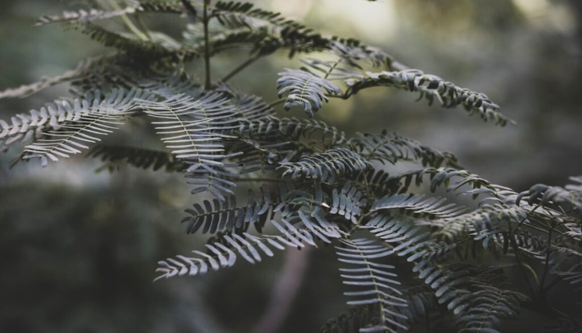 Photo Działanie skrzypu polnego na zdrowie skóry, włosów i paznokci