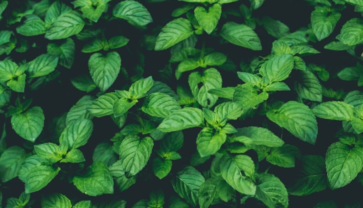 Photo Moc przeciwzapalna i przeciwbólowa bazylii