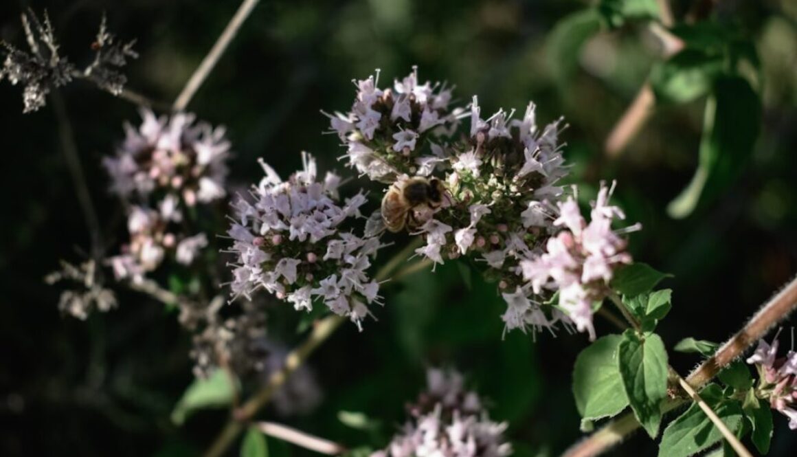 Photo Siła oregano w walce z infekcjami bakteryjnymi i wirusowymi