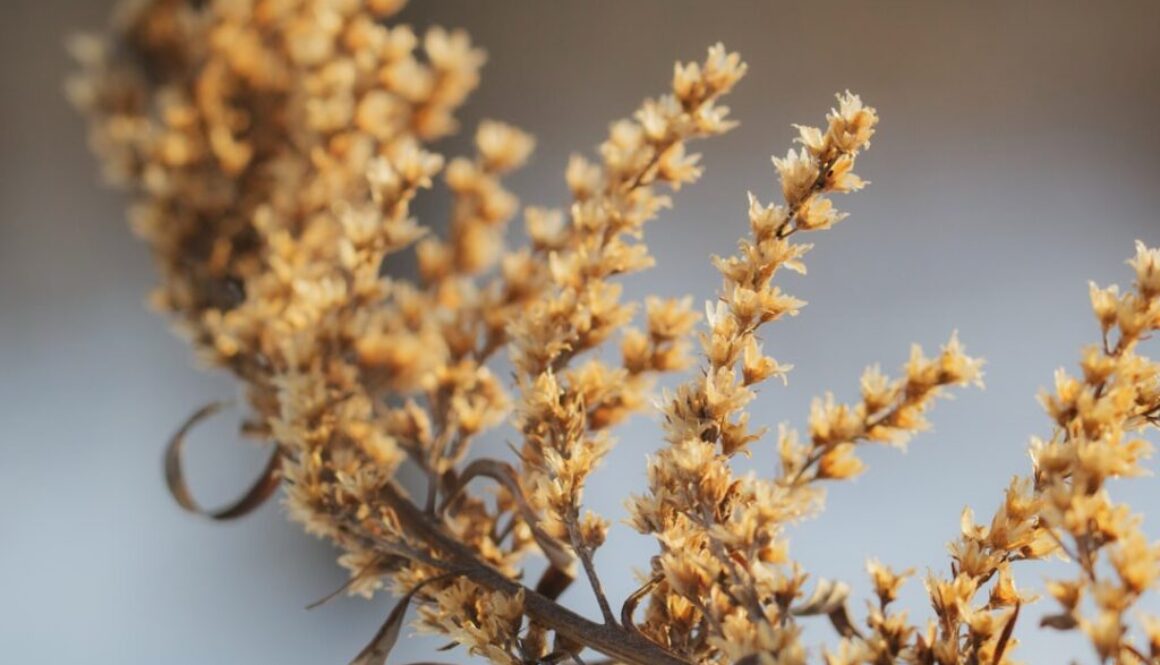 Photo Działanie piołunu na trawienie i poprawę apetytu